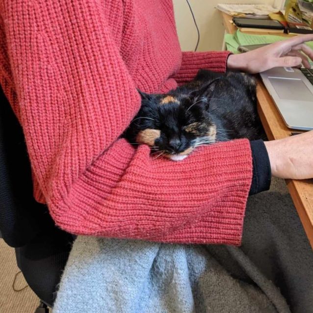 Photo of Taco (Puss)