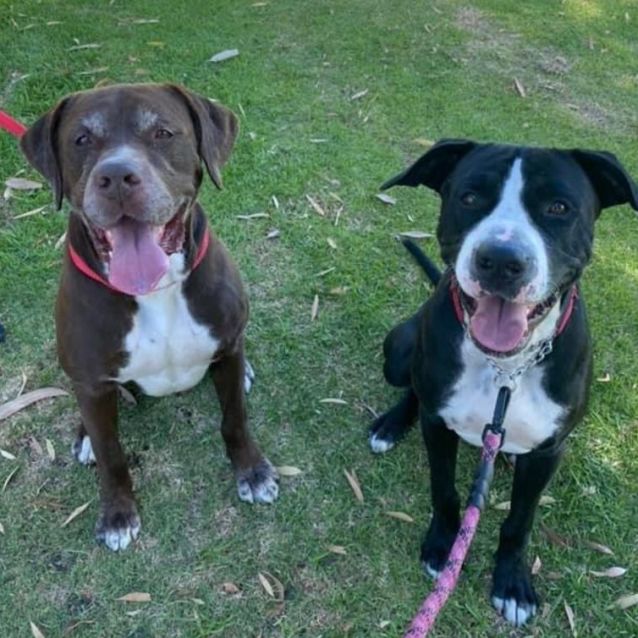 Photo of Charles Bronson Dl2786