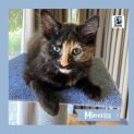 Photo of Mimosa ^^Dandy Cat Rescue^^