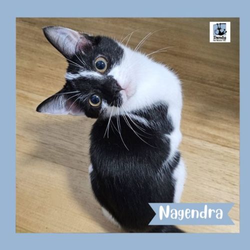 Nagendra ^^Dandy Cat Rescue^^