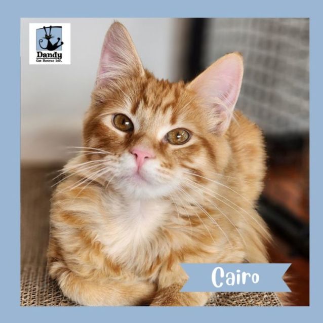 Photo of Cairo ^^Dandy Cat Rescue^^