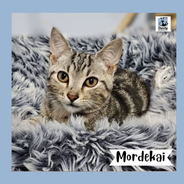 Photo of Mordekai ^^Dandy Cat Rescue^^