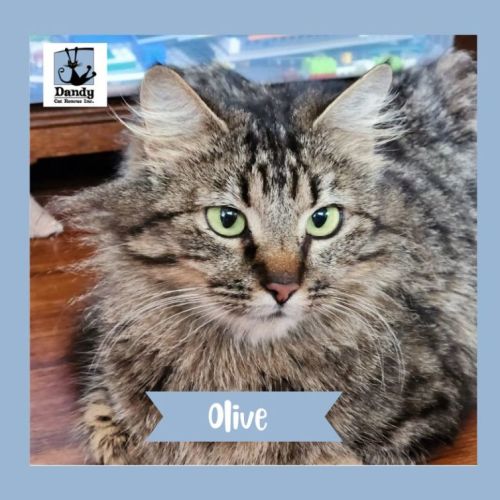 Olive ^^Dandy Cat Rescue^^