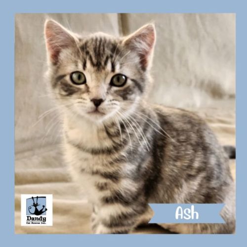 Ash ^^Dandy Cat Rescue^^