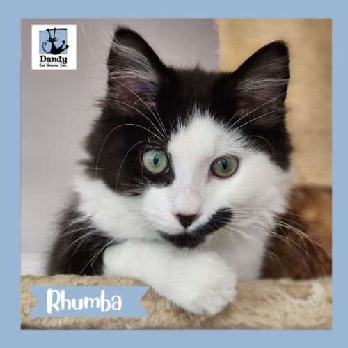 Rhumba ^^Dandy Cat Rescue^^