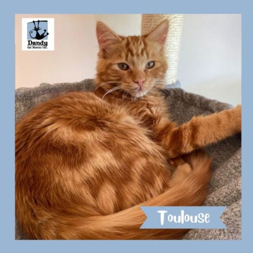 Toulouse ^^Dandy Cat Rescue^^