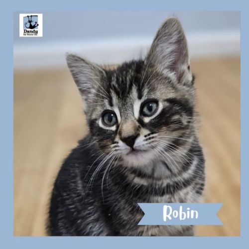 Robin ^^Dandy Cat Rescue^^