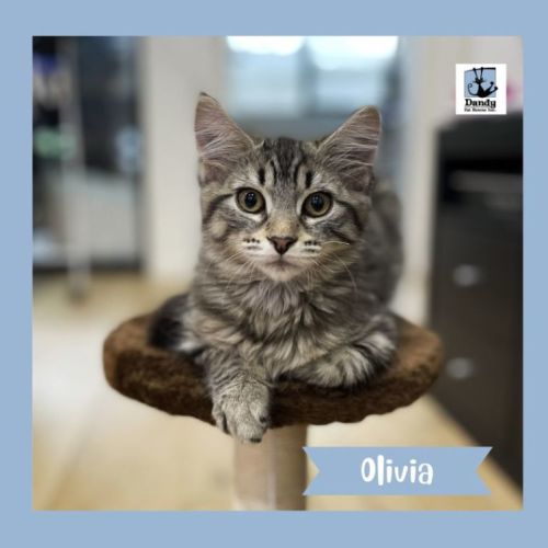 Olivia ^^Dandy Cast Rescue^^