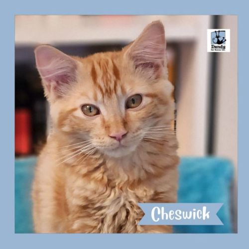 Cheswick ^^Dandy Cat Rescue^^