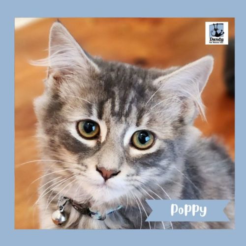 Poppy ^^Dandy Cat Rescue^^