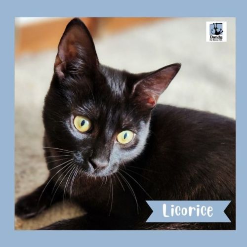 Licorice ^^Dandy Cat Rescue^^