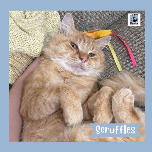 Scruffles ^^Dandy Cat Rescue^^