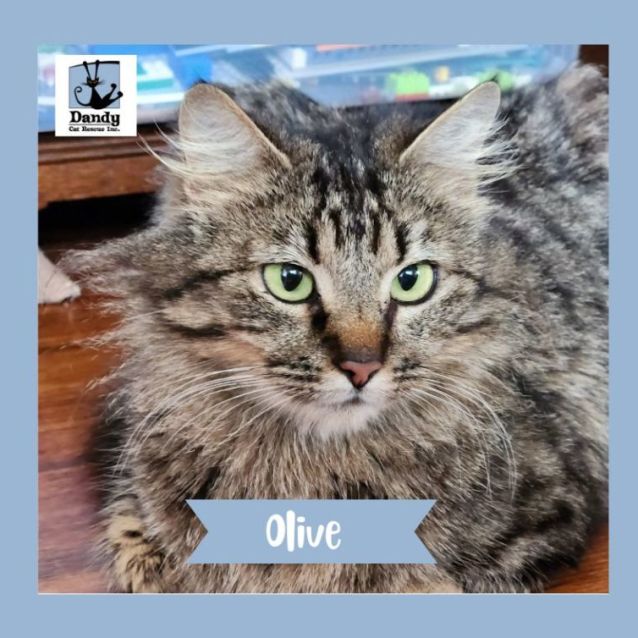 Photo of Olive ^^Dandy Cat Rescue^^