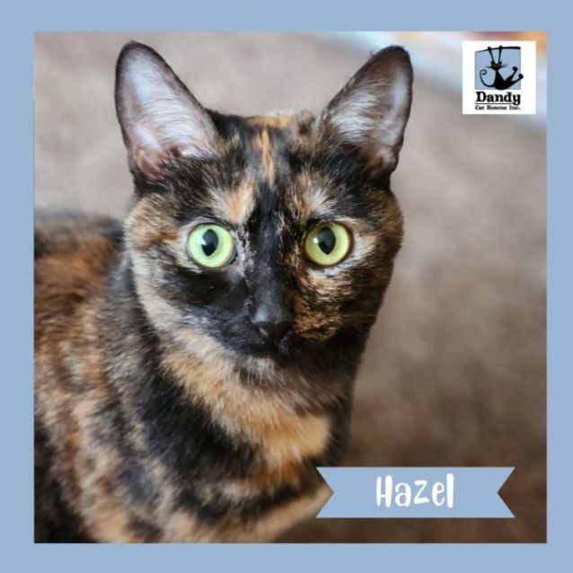Photo of Hazel ^^Dandy Cat Rescue^^