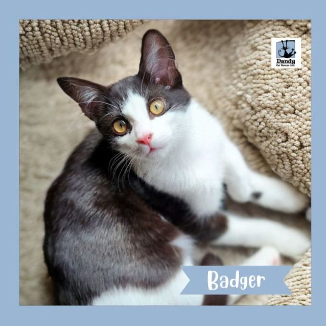 Photo of Badger ^^Dandy Cat Rescue^^