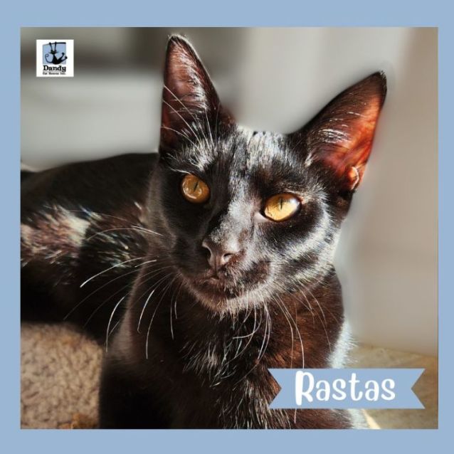 Photo of Rastas ^^Dandy Cat Rescue^^