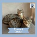 Photo of Truman & Christof ^Dandy Cat Rescue^