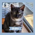 Photo of Vesper ^Dandy Cat Rescue^