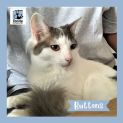 Photo of Buttons ^^Dandy Cat Rescue^^