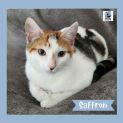 Photo of Saffron ^^Dandy Cat Rescue^^