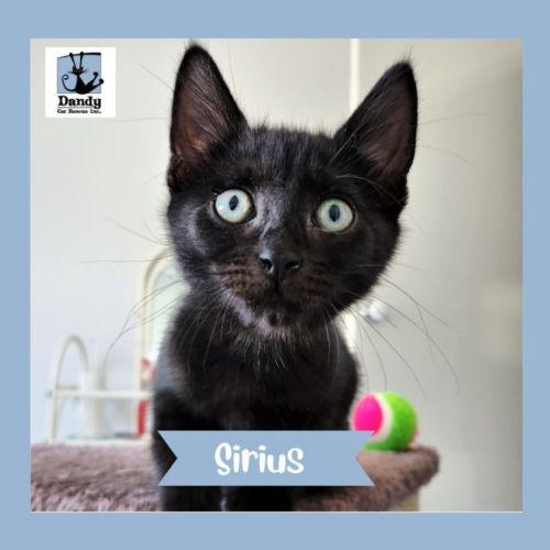 Sirius ^^Dandy Cat Rescue^^