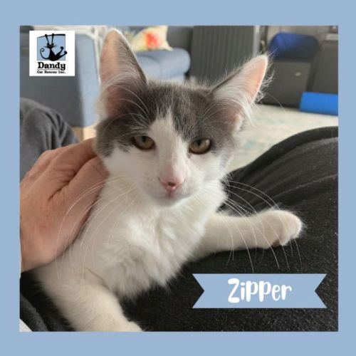 Zipper ^Dandy Cat Rescue^