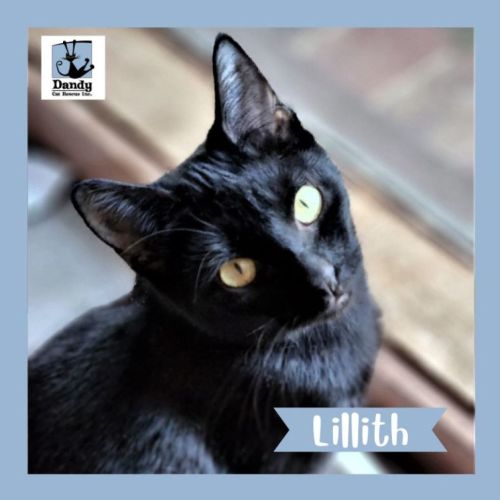 Lillith ^^Dandy Cat Rescue^^
