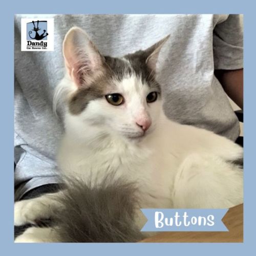 Buttons ^^Dandy Cat Rescue^^