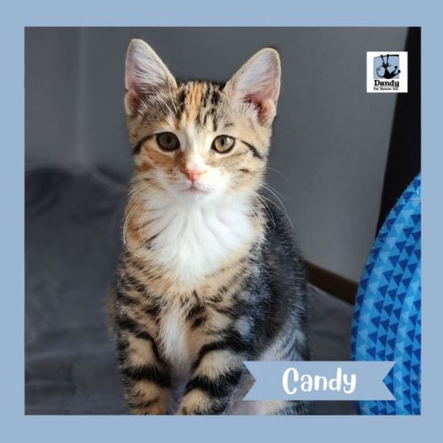 Candy ^^Dandy Cat Rescue^^