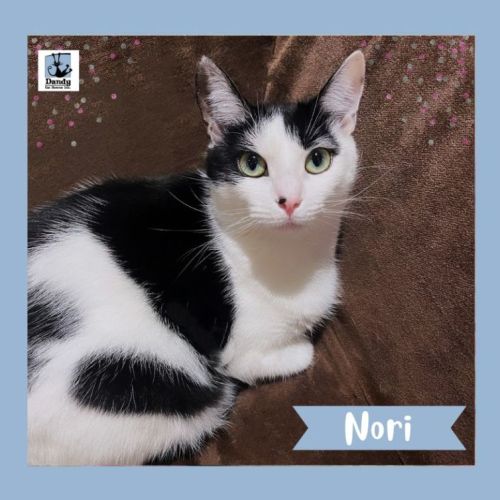 Nori ^^Dandy Cat Rescue^^