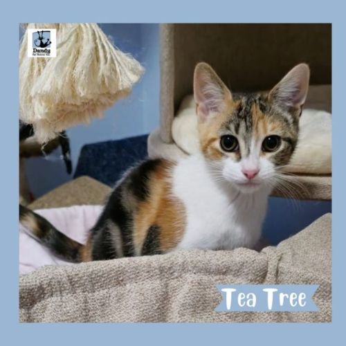 Tea Tree ^^Dandy Cat Rescue^^