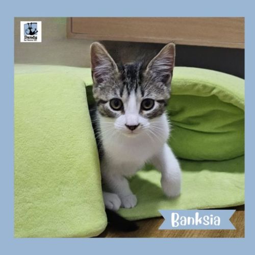 Banksia ^^Dandy Cat Rescue^^