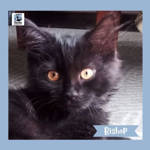 Bishop ^^Dandy Cat Rescue^^