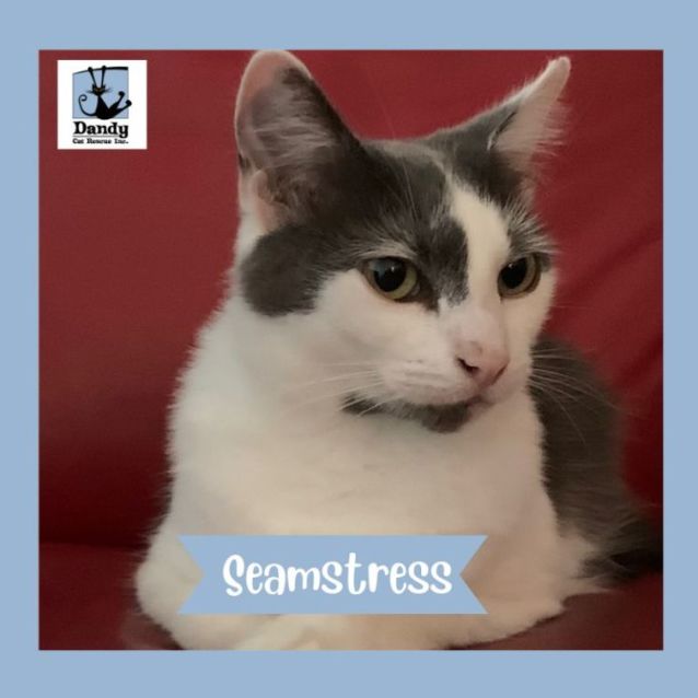 Photo of Seamstress ^Dandy Cat Rescue^