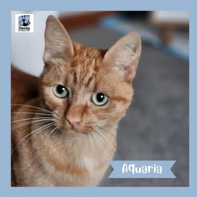 Photo of Aquaria ^^Dandy Cat Rescue^^