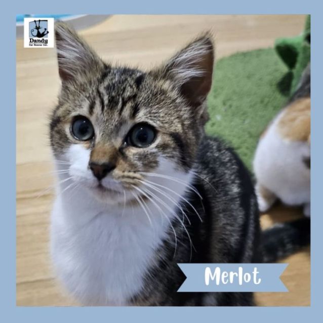 Photo of Merlot ^^Dandy Cat Rescue^^