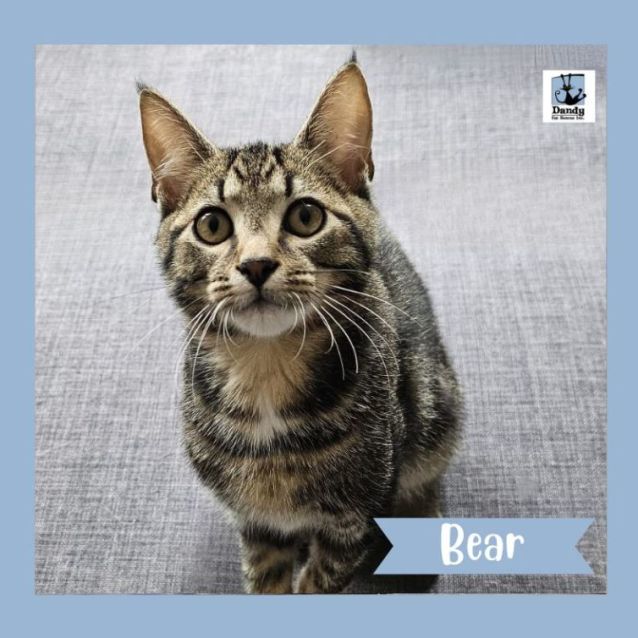 Photo of Bear ^^Dandy Cat Rescue^^