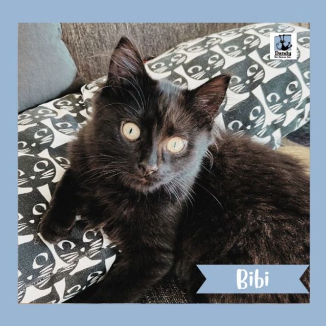 Photo of Bibi ^^Dandy Cat Rescue^^