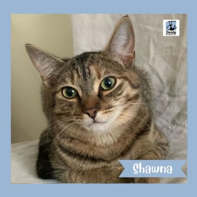 Photo of Shawna ^^Dandy Cat Rescue^^