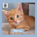 Photo of Tiberius ^Dandy Cat Rescue^