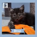 Photo of Remus ^Dandy Cat Rescue^