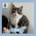 Photo of Soxx ^Dandy Cat Rescue^