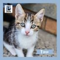 Photo of Tango ^^Dandy Cat Rescue^^