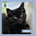 Photo of Ebony ^^Dandy Cat Rescue^^
