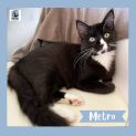 Photo of Metro ^^Dandy Cat Rescue^^