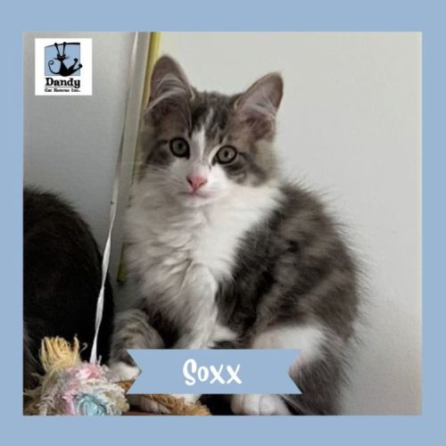 Soxx ^Dandy Cat Rescue^