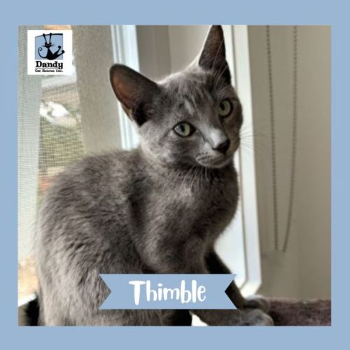 Thimble ^Dandy Cat Rescue^