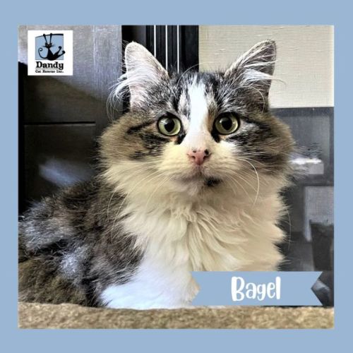 Bagel ^Dandy Cat Rescue^