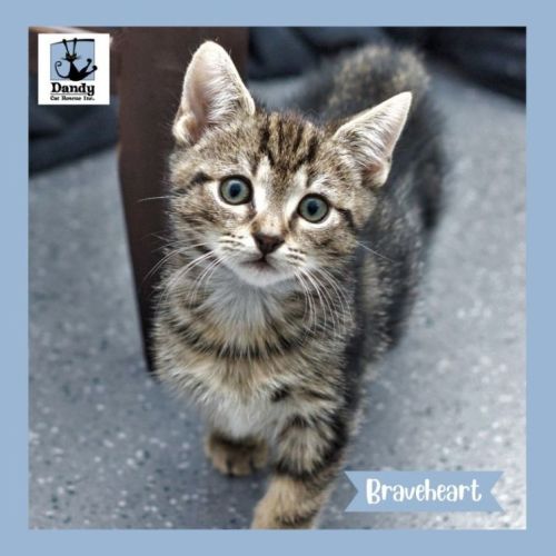 Braveheart ^^Dandy Cat Rescue^^