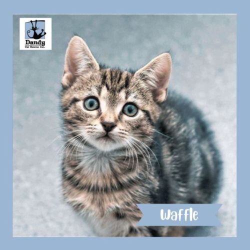 Waffle ^^Dandy Cat Rescue^^